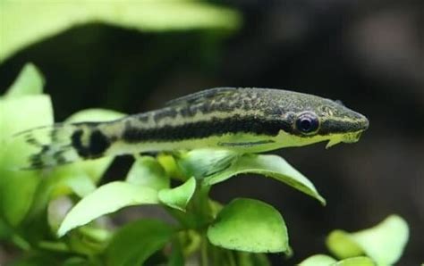 15 Best Algae Eater for 10 Gallon Tank: Fishes & Snails that .